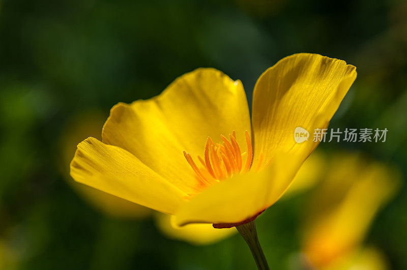 加州罂粟花，金色罂粟花，加州阳光或一杯黄金。Eschscholzia californica。Eschscholzia。californica无性系种群。加州，加州的变种。罂粟科。加州索诺玛县的盐点州立公园。